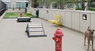 Outdoor dog park amenity at AMLI River North, providing a safe and fun space for pets with agility equipment