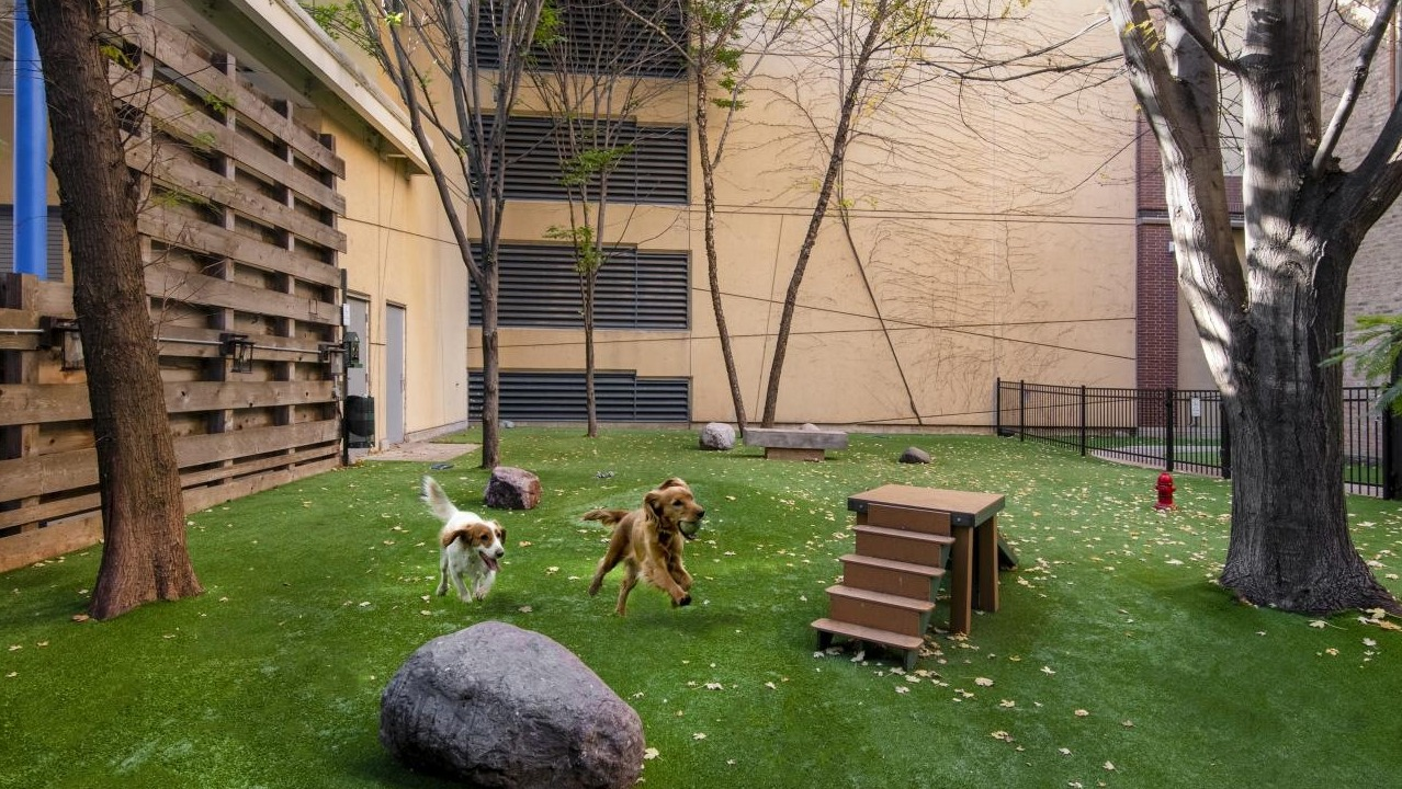A vibrant outdoor dog park at Chestnut Towers, with lush green turf and two dogs happily playing