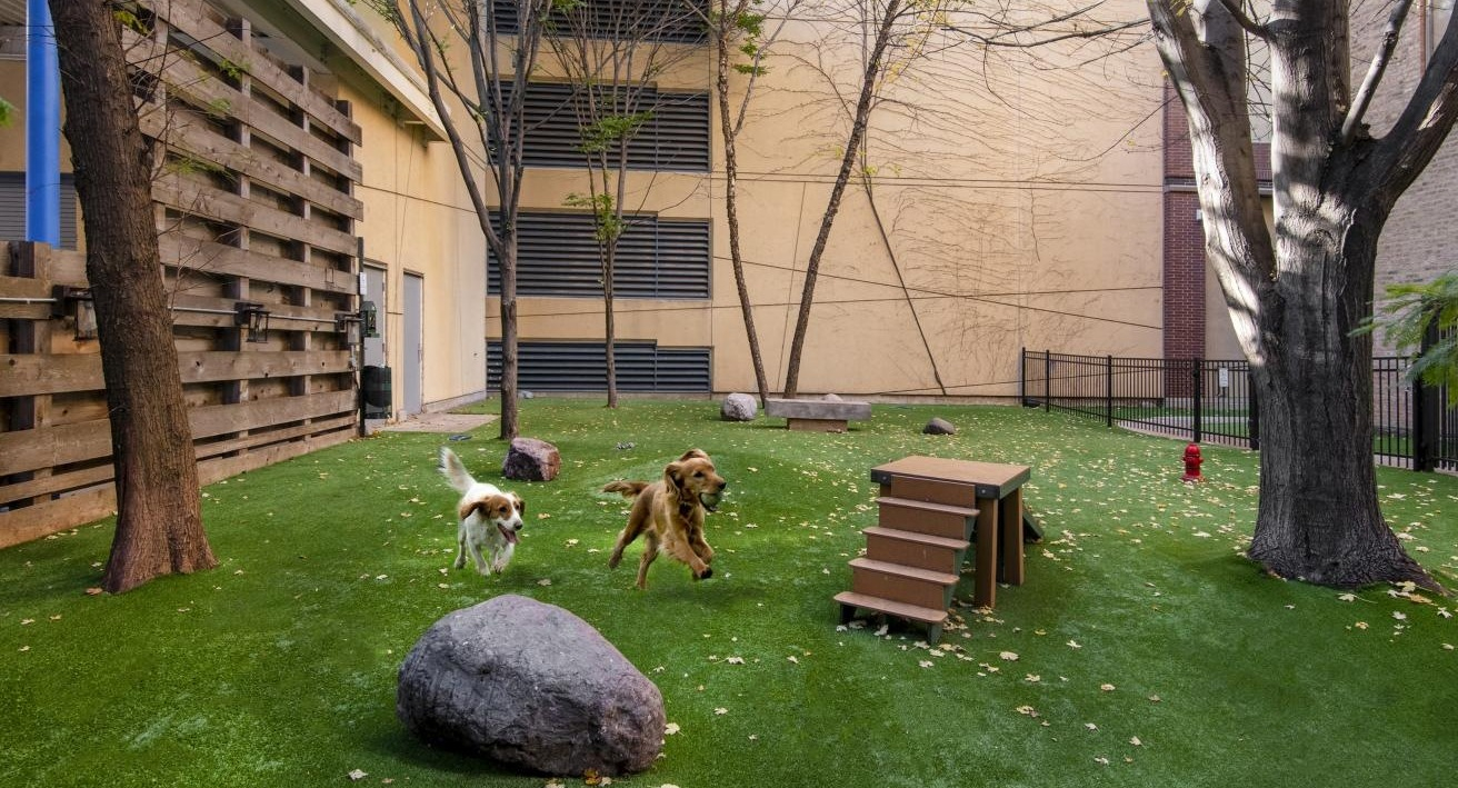 A vibrant outdoor dog park at Chestnut Towers, with lush green turf and two dogs happily playing