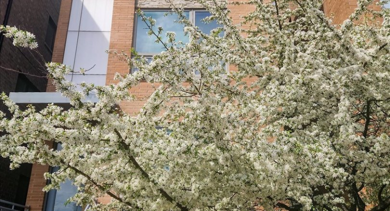 1350 W Diversey Parkway